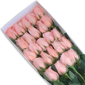 Caja 25 Rosas Rosadas a Domicilio 