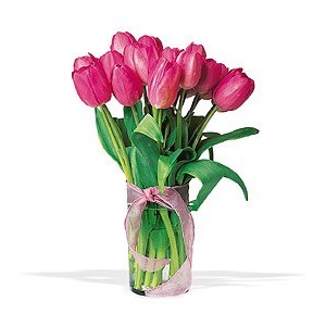 Tulipanes flores a domicilio santiago providencia recoleta las condes