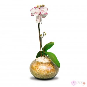 Fina Mini Orquidea en Planta OFERTA