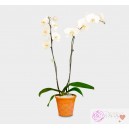 Elegante Orquideas Blancas Doble